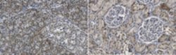 FcRn (FCGRT) Rabbit anti-Mouse, Polyclonal, MilliporeSigma:Antibodies:Primary